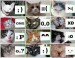Cat_Faces_by_Tonal89.jpg